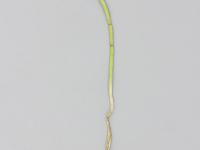 Oignon sec - diméthénamide-P (15)_5