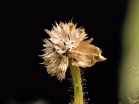 Galinsoga cilié (Galinsoga quadriradiata)_17