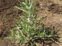 Gnaphale des vases (Gnaphalium uliginosum)_5