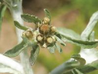 Gnaphale des vases (Gnaphalium uliginosum)_11