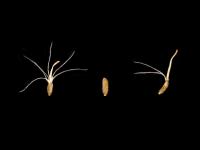Gnaphale des vases (Gnaphalium uliginosum)_21