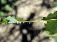 Laitue scariole (Lactuca serriola)_4