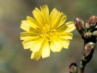 Laitue scariole (Lactuca serriola)_5