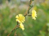 Laitue scariole (Lactuca serriola)_7