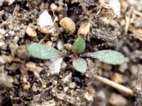Lépidie densiflore (Lepidium densiflorum)_5
