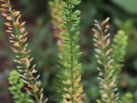 Lépidie densiflore (Lepidium densiflorum)_14