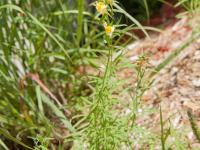 Linaire vulgaire (Linaria vulgaris)_8
