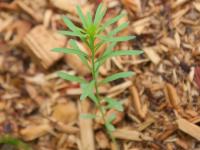 Linaire vulgaire (Linaria vulgaris)_10