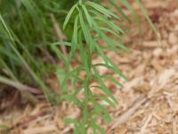 Linaire vulgaire (Linaria vulgaris)_11