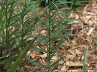 Linaire vulgaire (Linaria vulgaris)_14