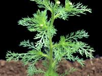 Matricaire odorante (Matricaria discoidea)_5