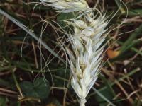 Triticale - dicamba (4)_1