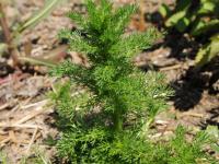 Matricaire odorante (Matricaria discoidea)_10