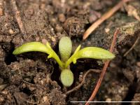 Matricaire odorante (Matricaria discoidea)_12