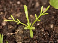 Matricaire odorante (Matricaria discoidea)_13