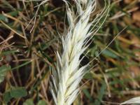 Triticale - dicamba (4)_2