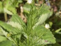 Matricaire inodore (Tripleurospermum inodorum)_8