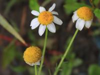 Matricaire inodore (Tripleurospermum inodorum)_16