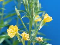 Onagre bisannuelle (Oenothera biennis)_5