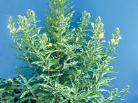 Onagre bisannuelle (Oenothera biennis)_7