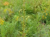 Onagre bisannuelle (Oenothera biennis)_17