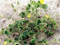 Oxalide Europe (Oxalis stricta)_4