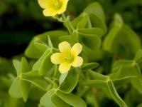 Oxalide Europe (Oxalis stricta)_9