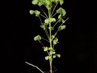 Oxalide Europe (Oxalis stricta)_12