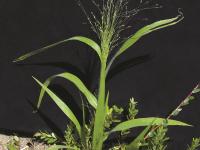 Panic capillaire (Panicum capillare)_10