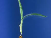 Panic millet (Panicum miliaceum)_5