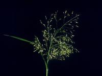 Panic millet (Panicum miliaceum)_9