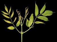Sureaux - glyphosate (9)_4