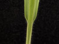Panic millet (Panicum miliaceum)_12
