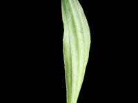 Plantain lancéolé (Plantago lanceolata)_4