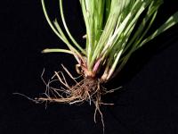 Plantain lancéolé (Plantago lanceolata)_7