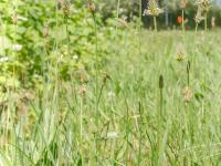 Plantain lancéolé (Plantago lanceolata)_9