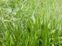 Plantain lancéolé (Plantago lanceolata)_10