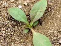 Plantain majeur (Plantago major)_1