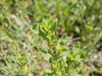 Renouée coriace (Polygonum achoreum)_8
