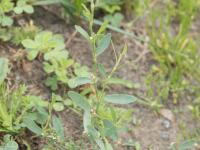 Renouée oiseaux (Polygonum aviculare)_10