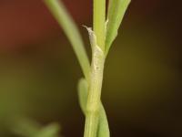 Renouée oiseaux (Polygonum aviculare)_17
