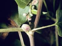 Renouée liseron (Fallopia convolvulus)_3