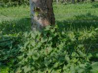 Renouée liseron (Fallopia convolvulus)_6
