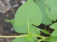 Renouée liseron (Fallopia convolvulus)_13