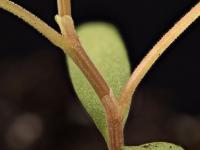 Renouée liseron (Fallopia convolvulus)_14