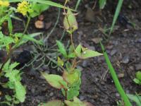 Renouée liseron (Fallopia convolvulus)_15
