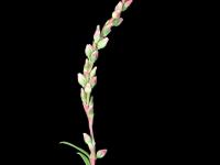 Renouée poivre eau (Persicaria hydropiper)_4