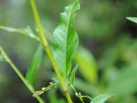 Renouée poivre eau (Persicaria hydropiper)_17
