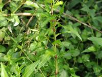 Renouée poivre eau (Persicaria hydropiper)_19