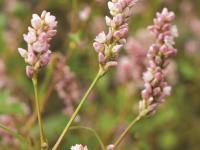 Renouée persicaire (Persicaria maculosa)_7